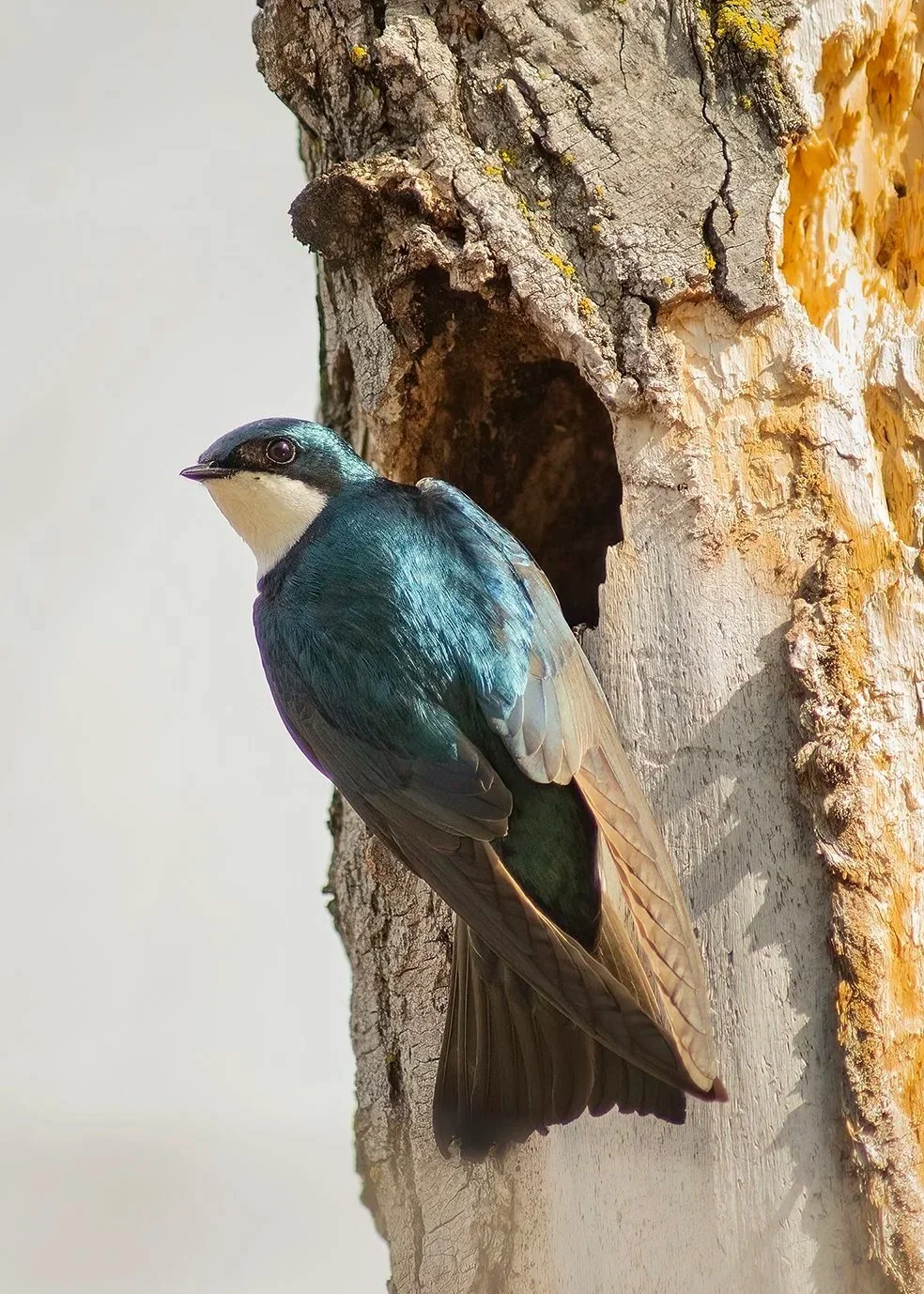 Swallow_1493_5x7V_web.jpg