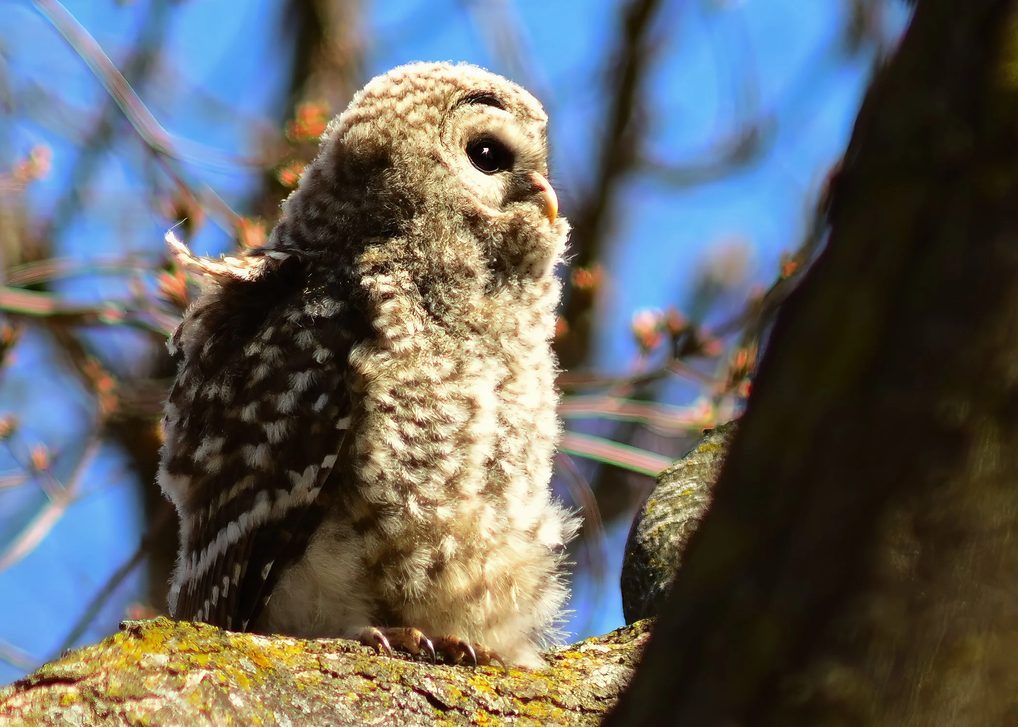 Owl_Fledling_0257_web.jpg