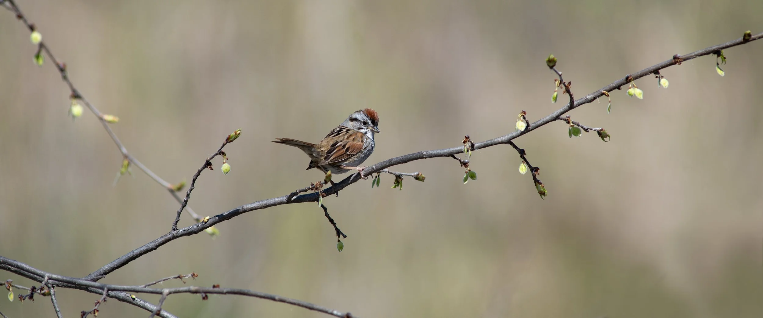 Chipping_Sparrow_0622_wide_SQ.jpg