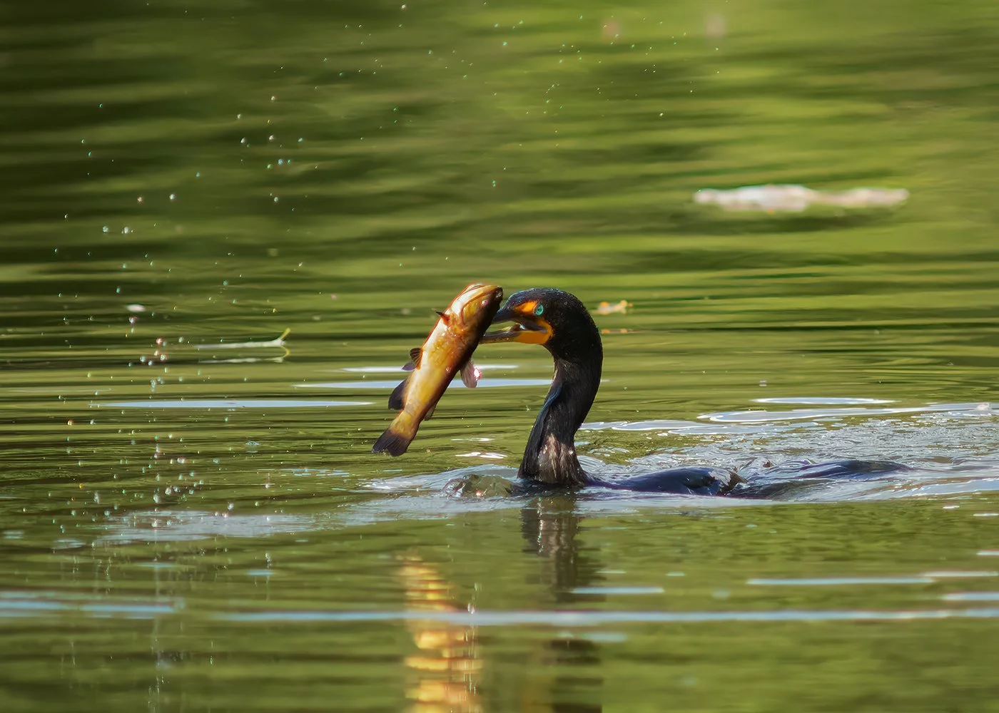 Cormorant_7440_web.jpg