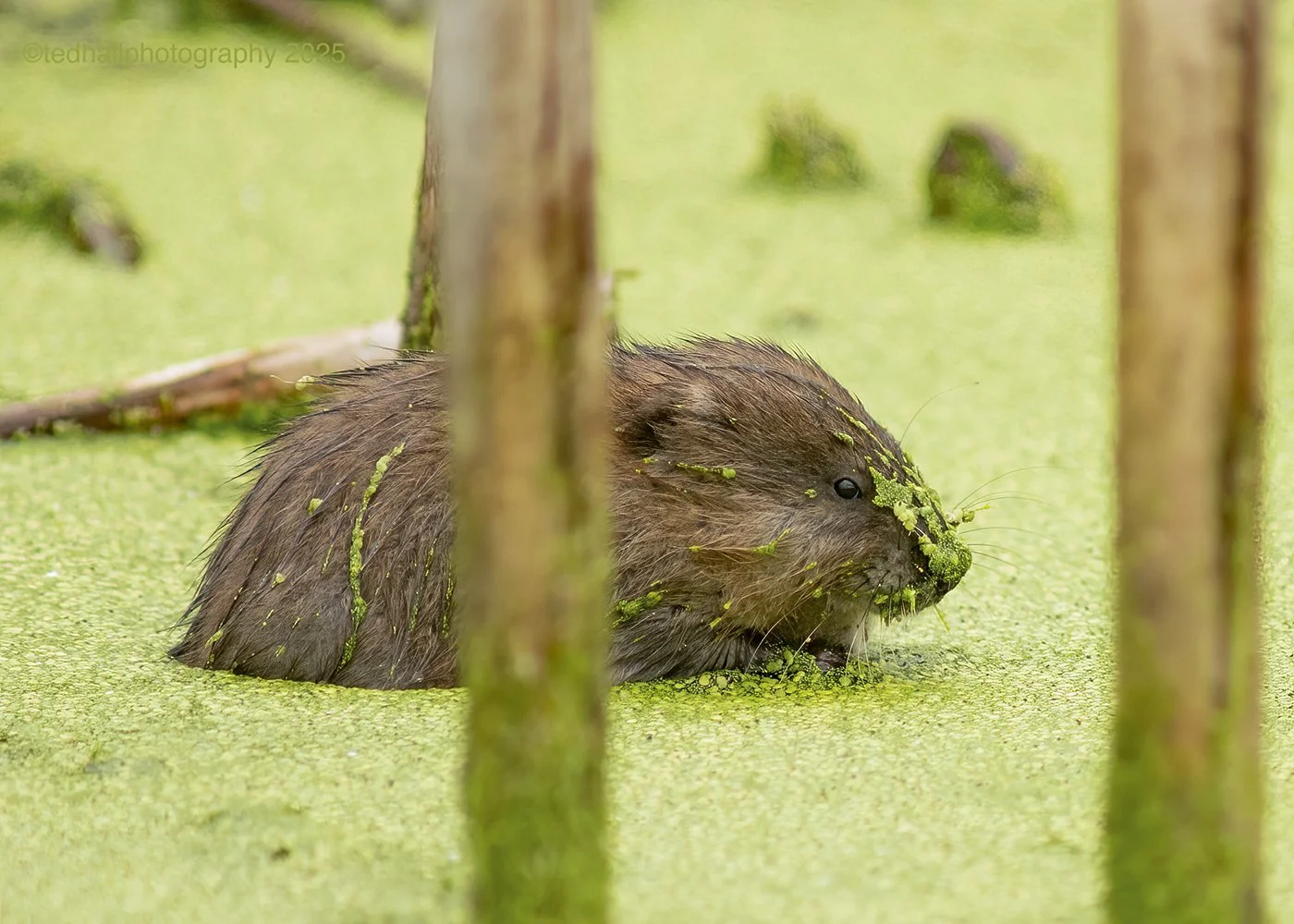 Muskrat_Algae_7894_web.jpg