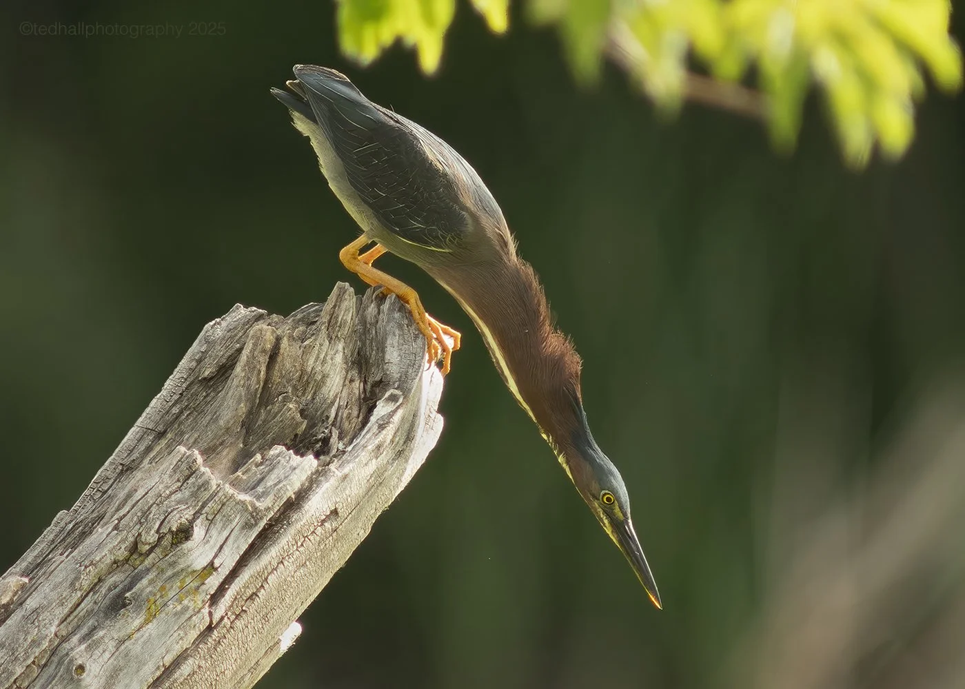 Green_Heron_neck_4433_web.jpg