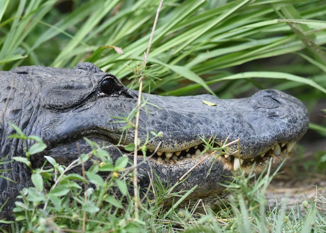 Gator_5x7.jpg
