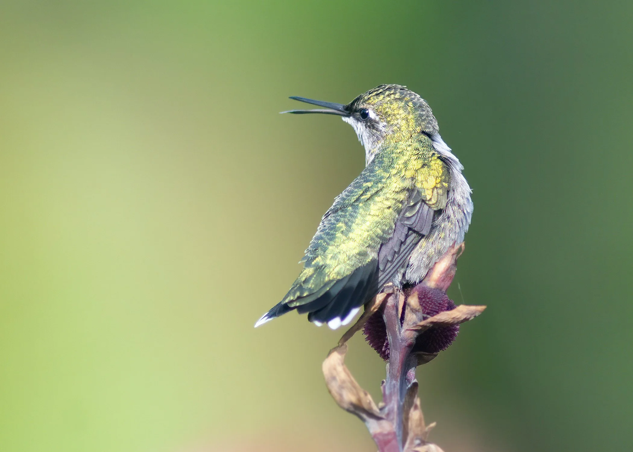 Hummingbird_2893_web.jpg