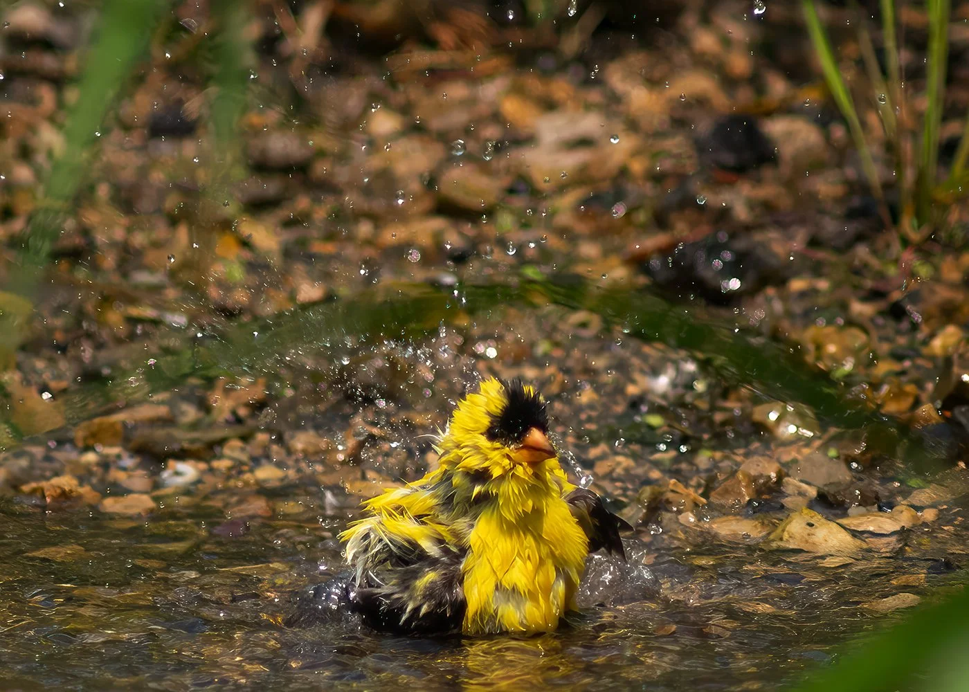 GF_bath_6850_web.jpg