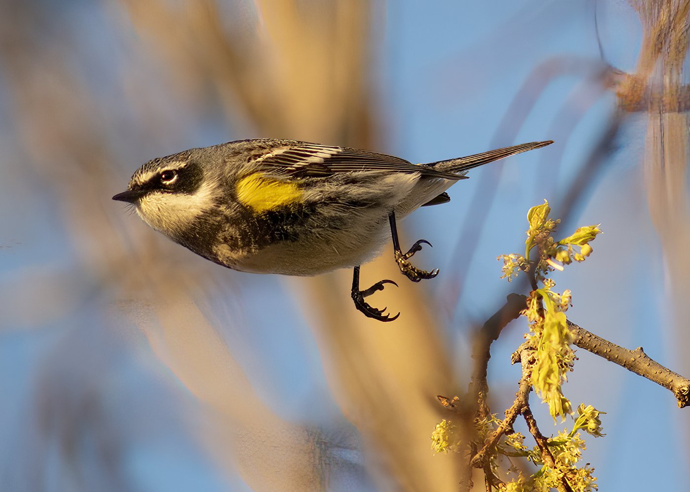 Yellow-rumper_Warbl2773_web.jpg
