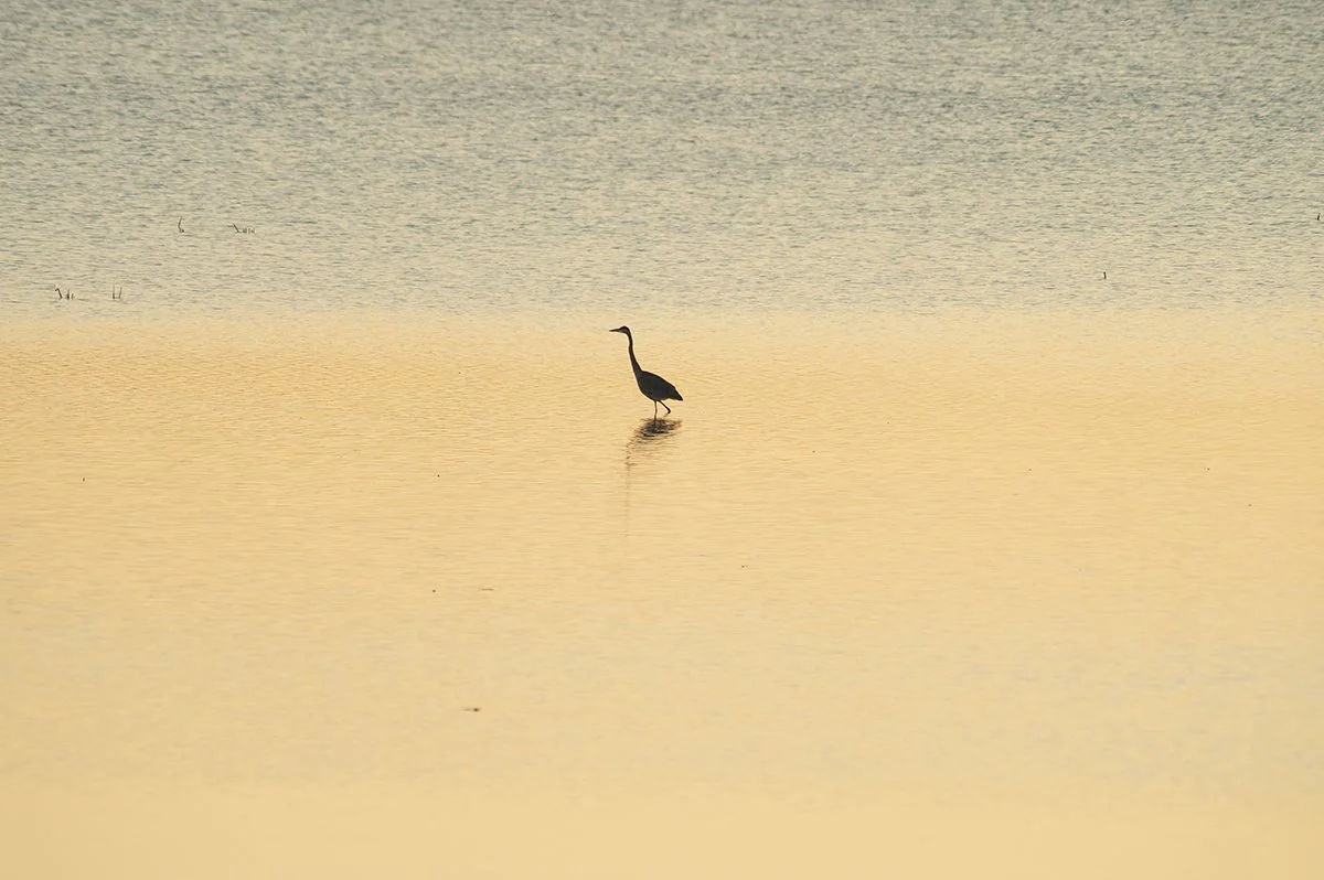 Egret_6549_sunset_landscape_web.jpg