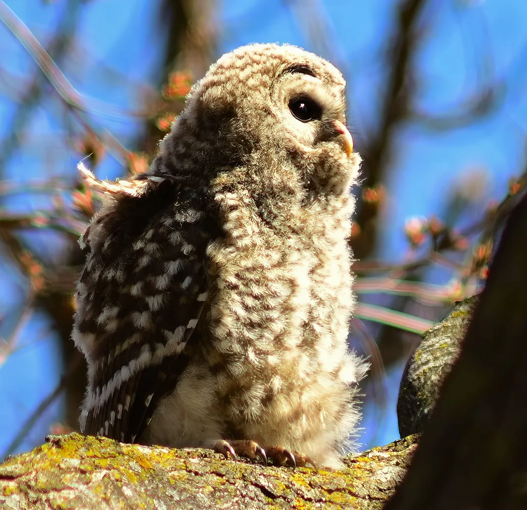 Owl_Fledling_0257_square.jpg
