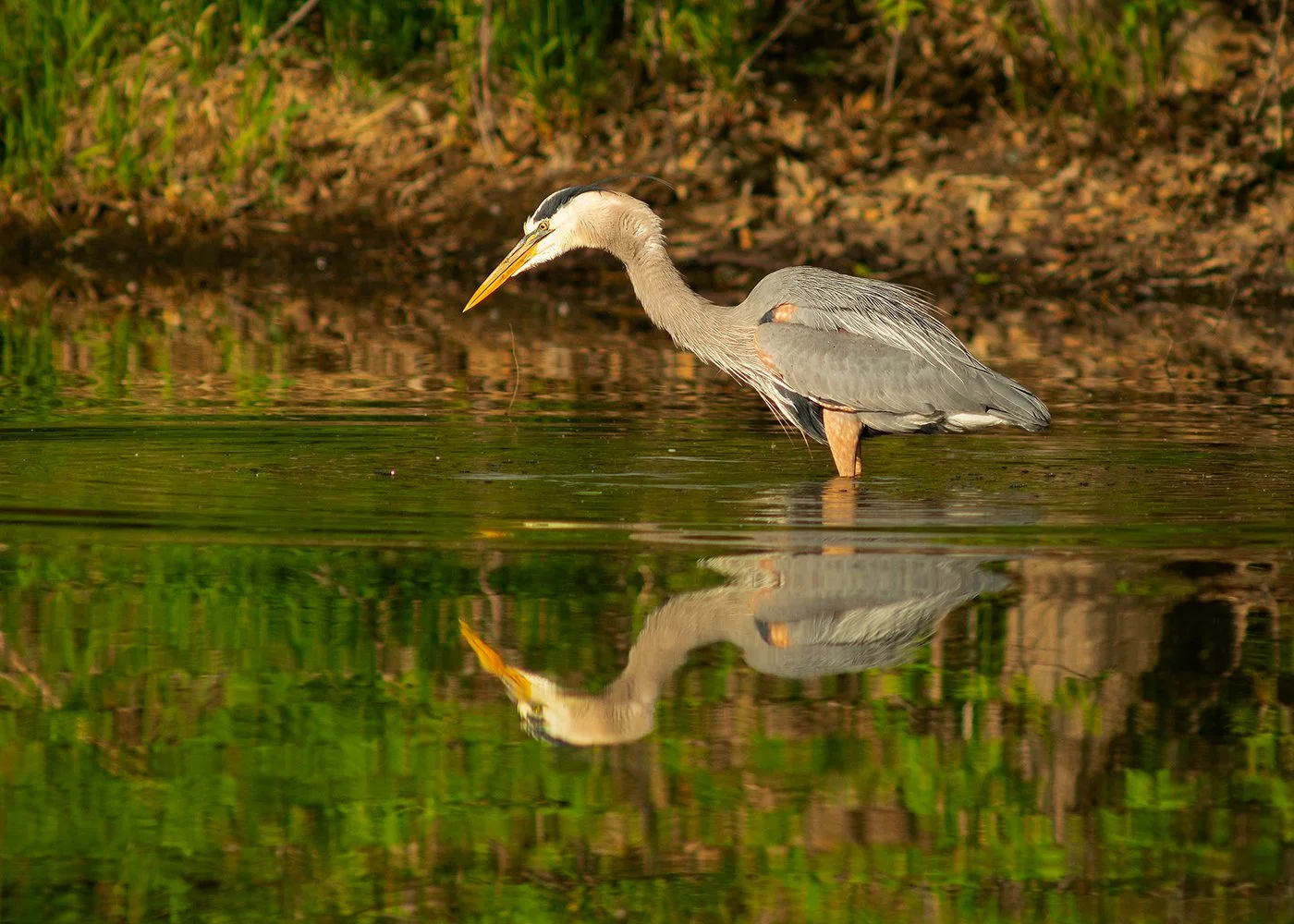 Heron_hunting_8502_web.jpg