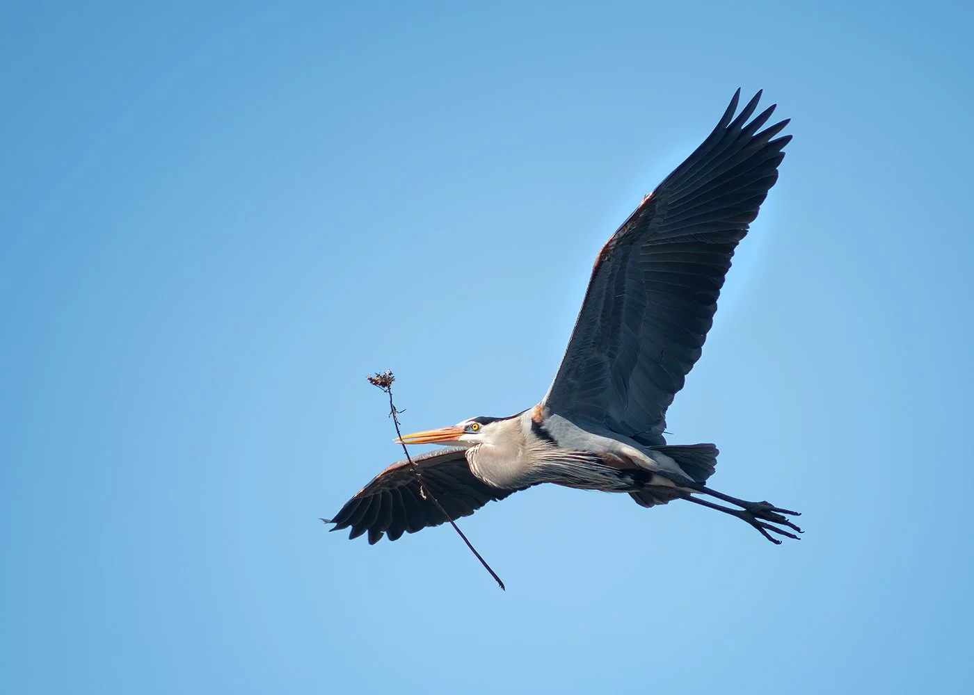 GBH_9661_web.jpg