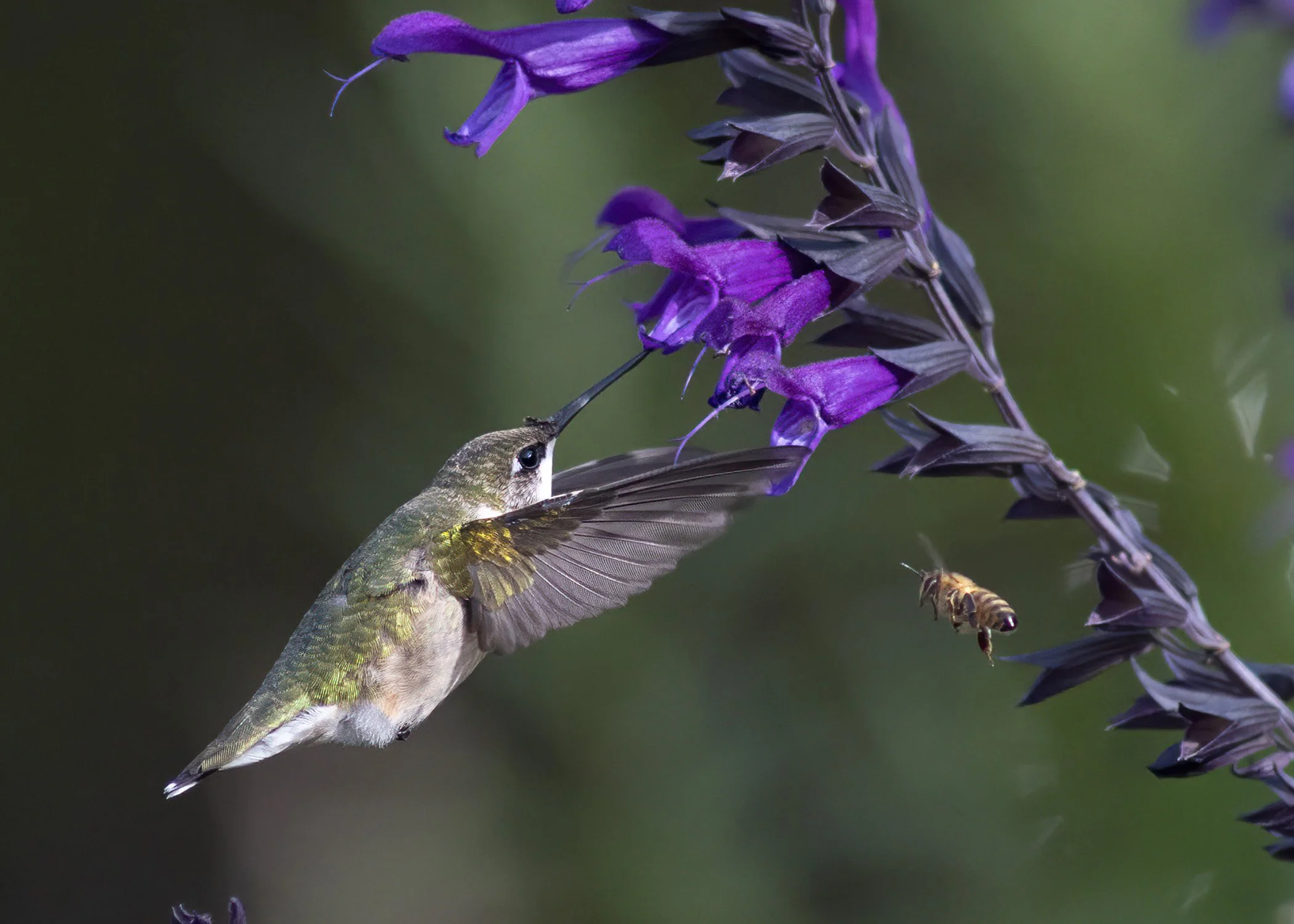Hummingbird_3016_TSP_web.jpg