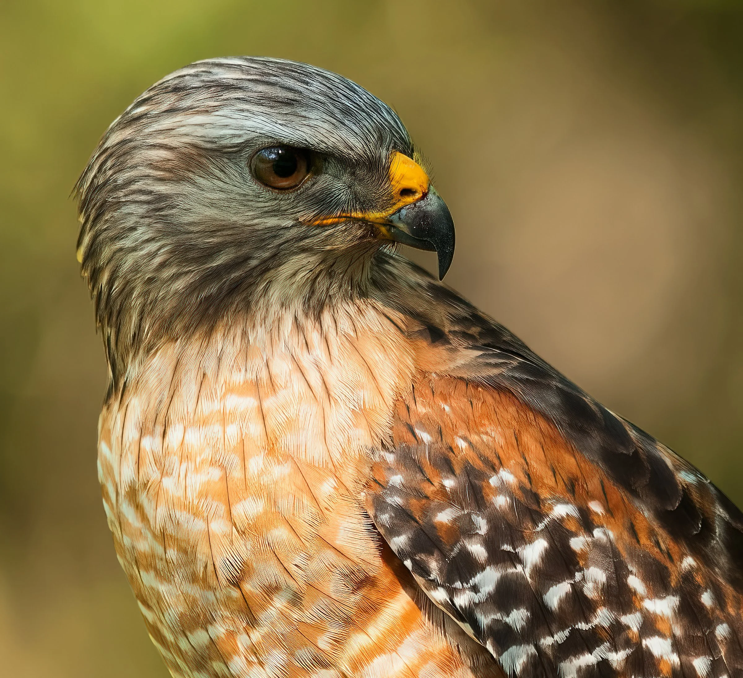 2_RS_Hawkred_shouldered_hawk_eye_7307_TC_B.jpg