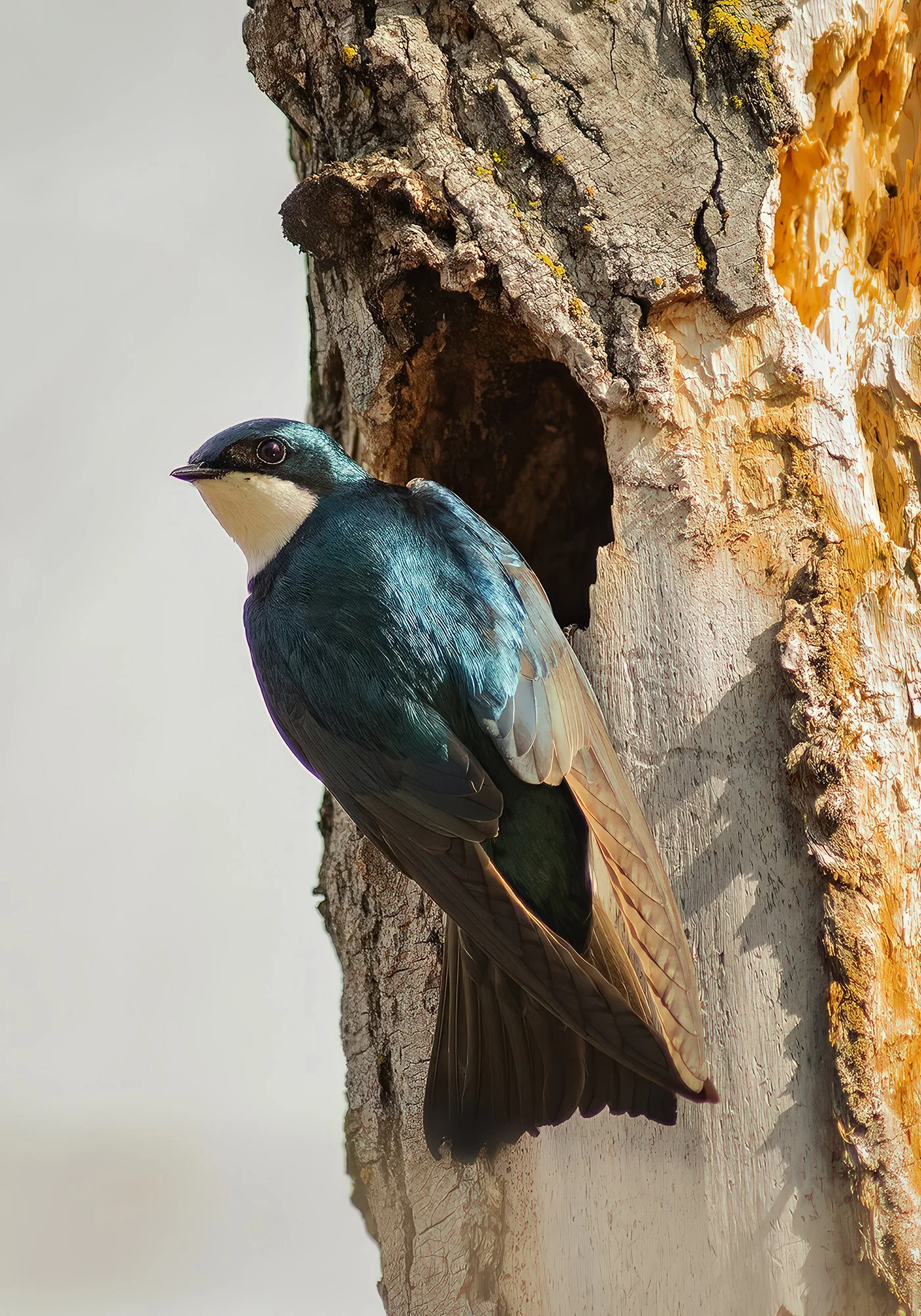 Tree_Swallow_1493_7x10_in.jpg