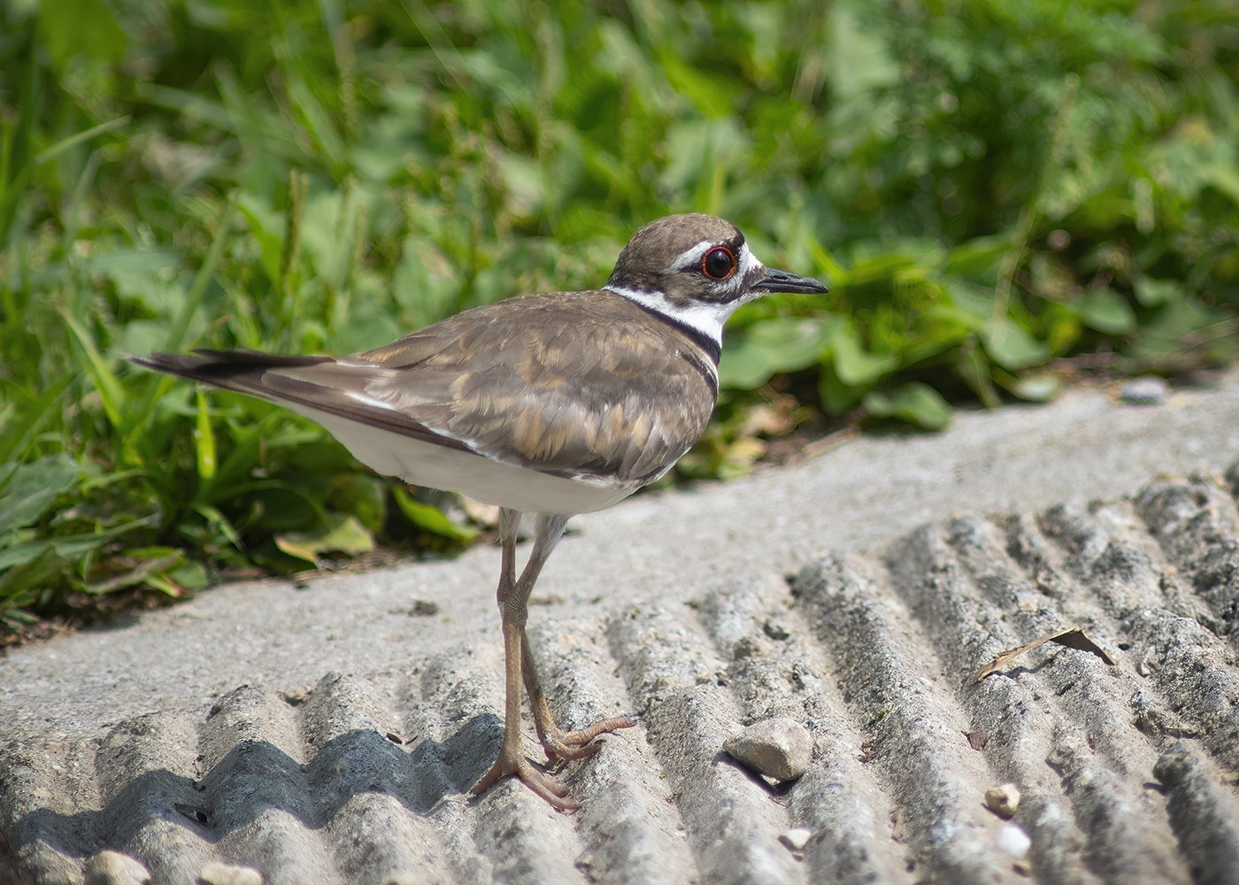 Killdeer_6588_web.jpg