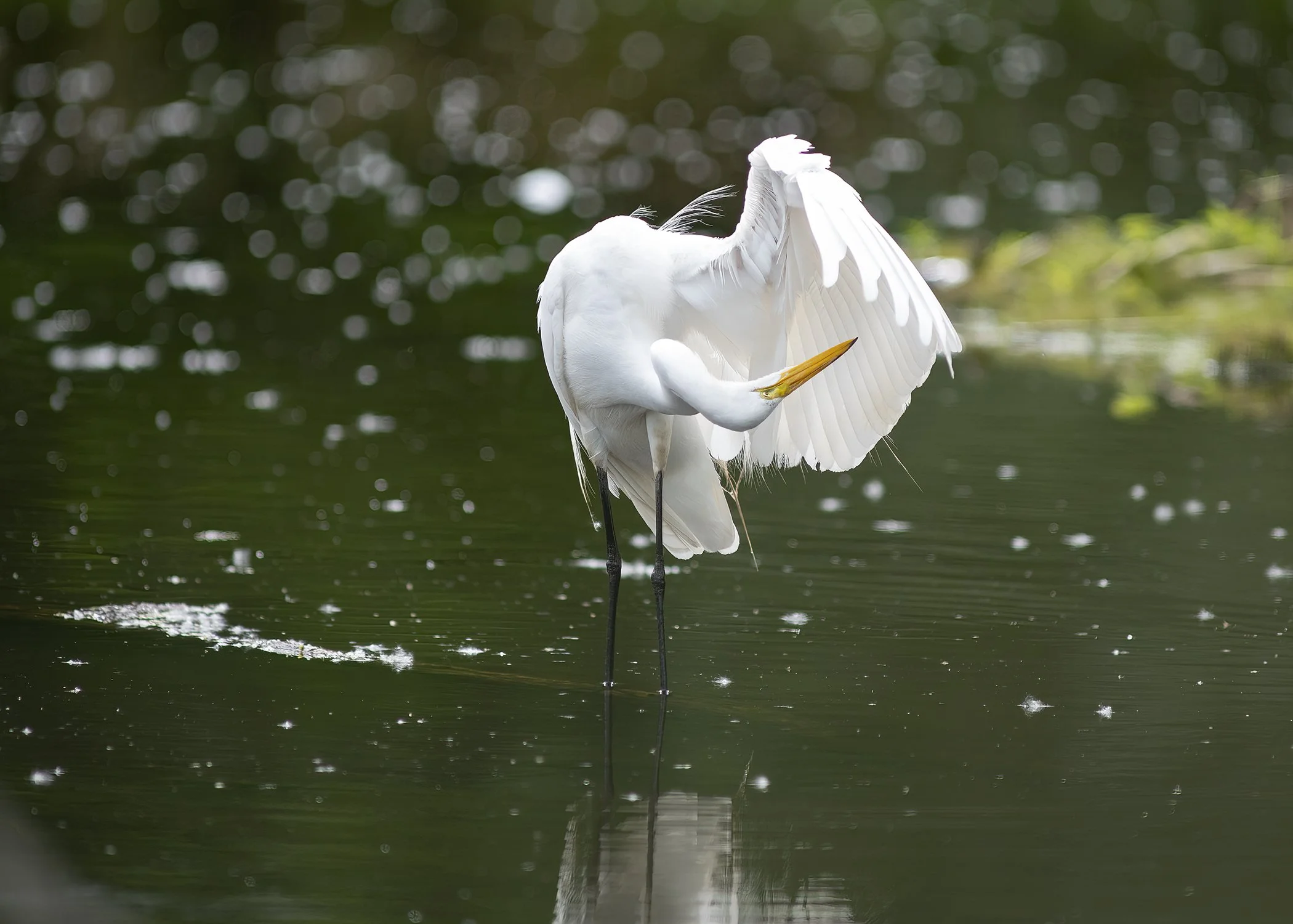 Great_Egret_2843_web.jpg