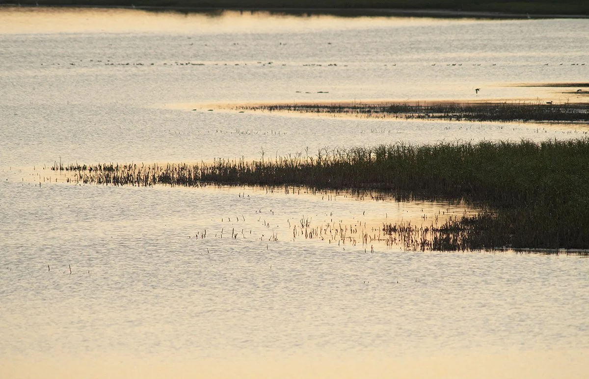 Sunset_marsh_6646_web.jpg