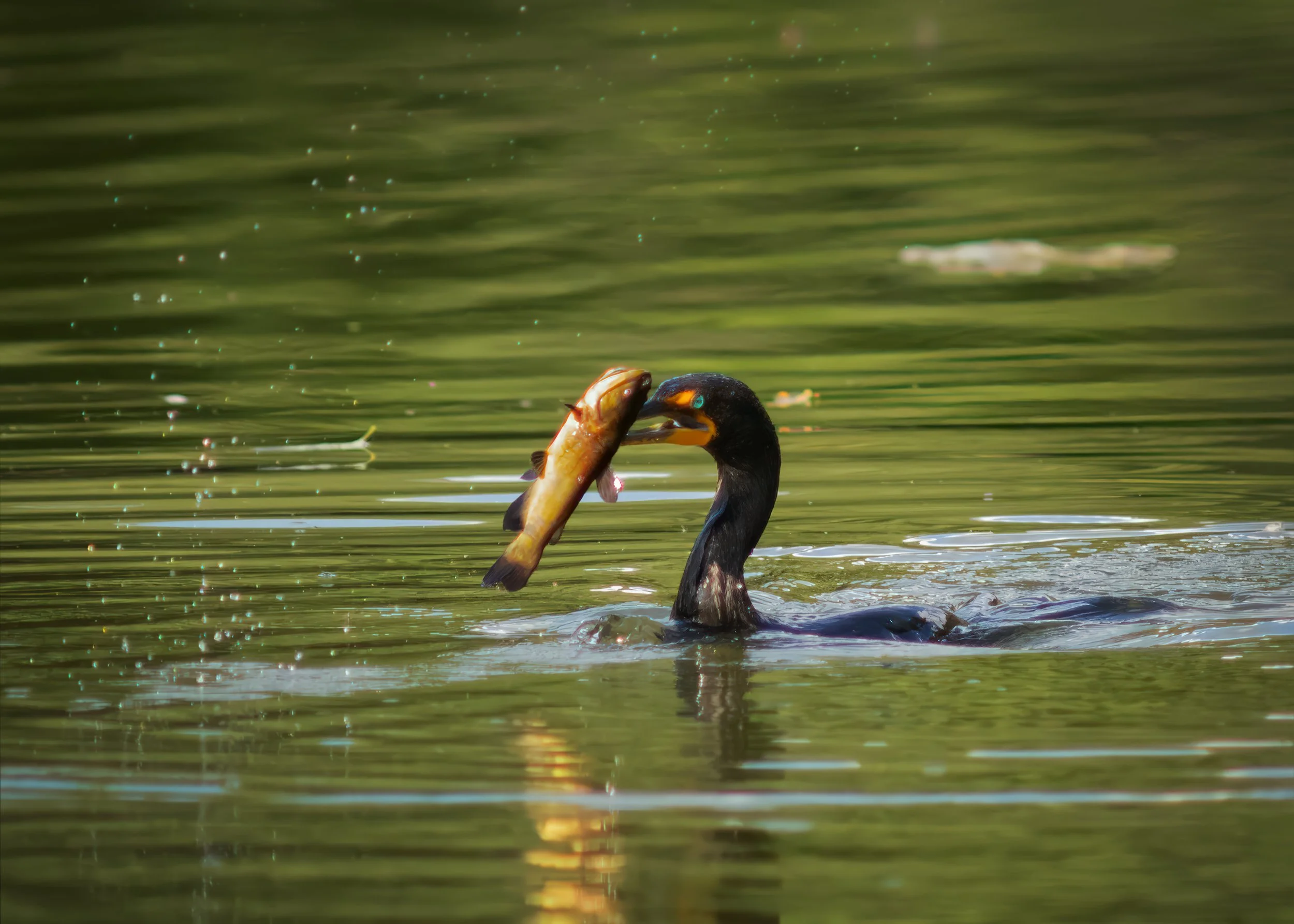 Corm_Cormorant_7440_TS_web_TC.jpg