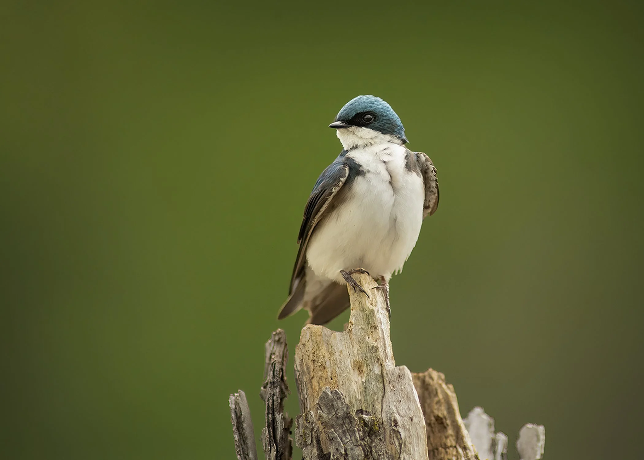 Tree_Sparrow_6699_web_B.jpg