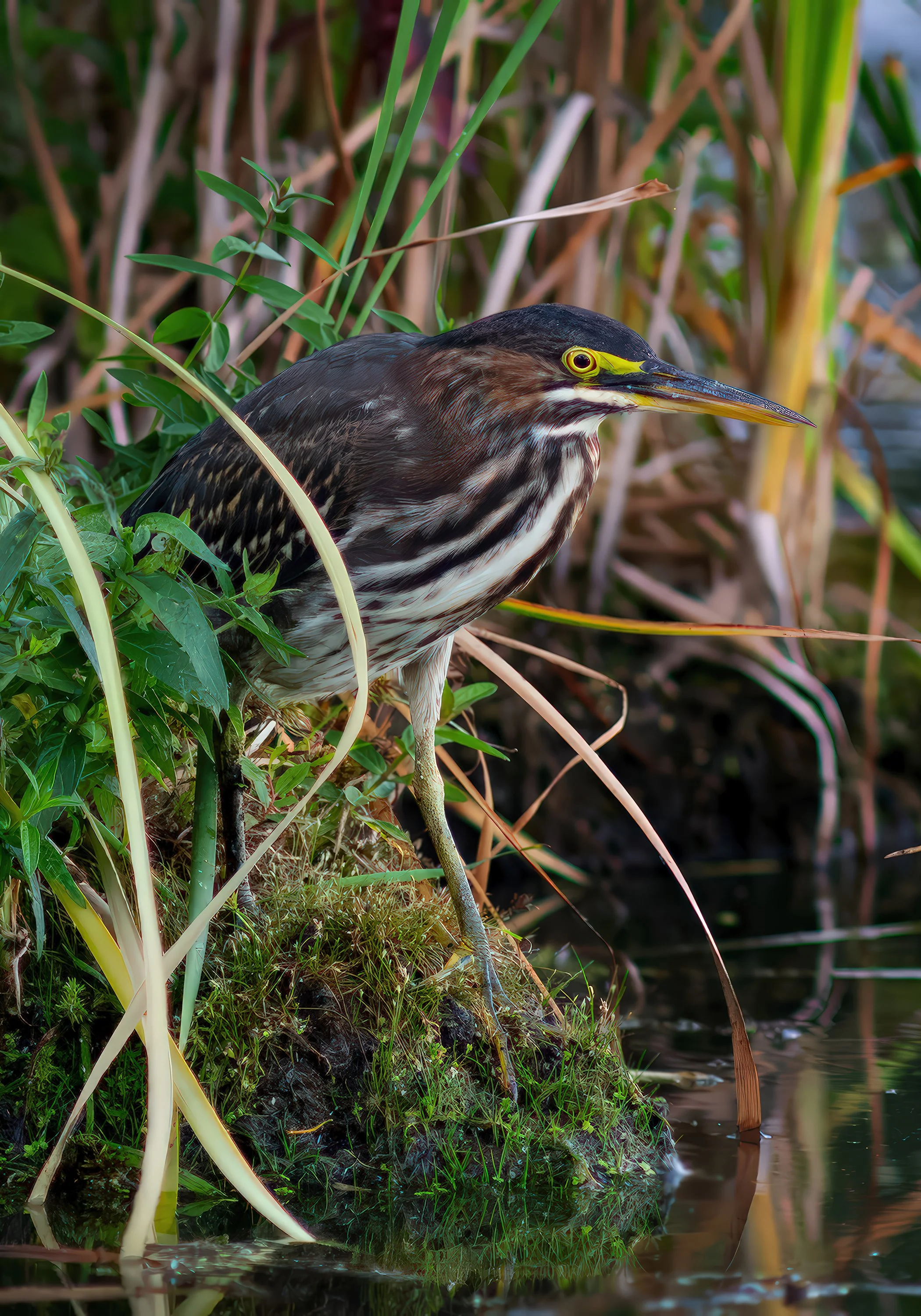 TDH-Green_Heron_7x10.jpg