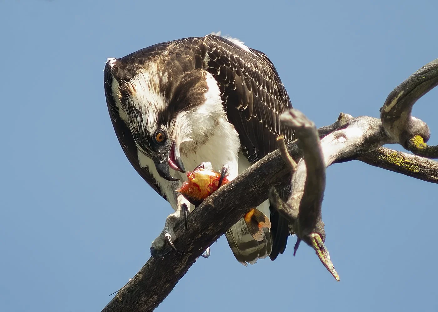 Osprey_fish_dinner_9202_web.jpg