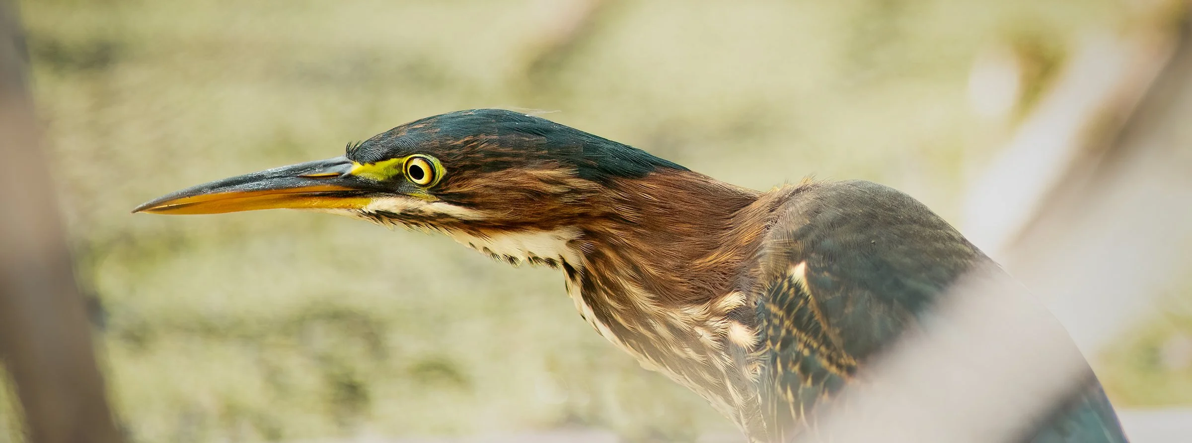 Green_Heron_hunting_8782_web_B.jpg