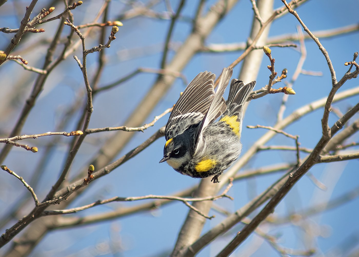 BB_fly_2_5696_web_B.jpg