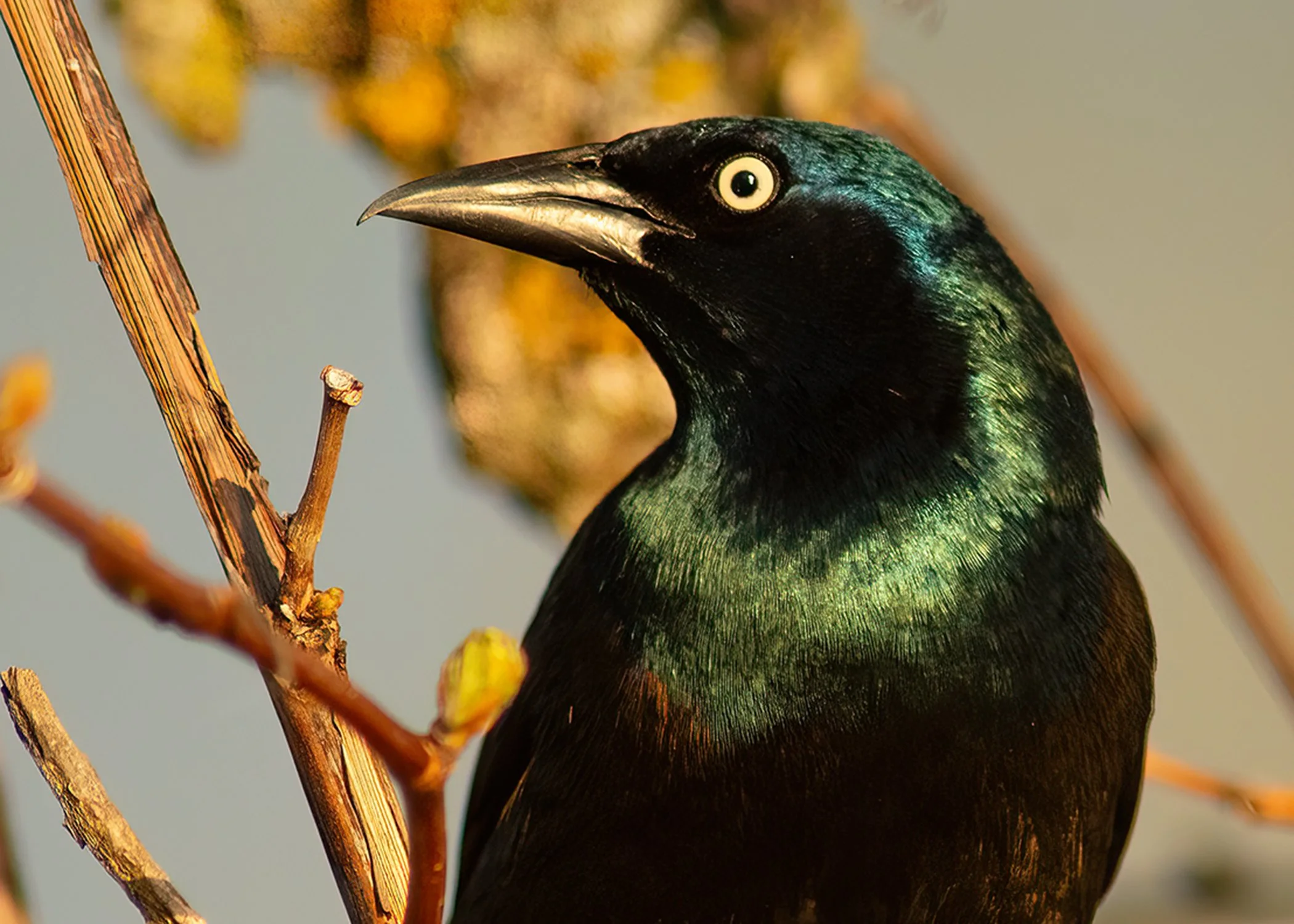 Grackle_5097_web_CU.jpg