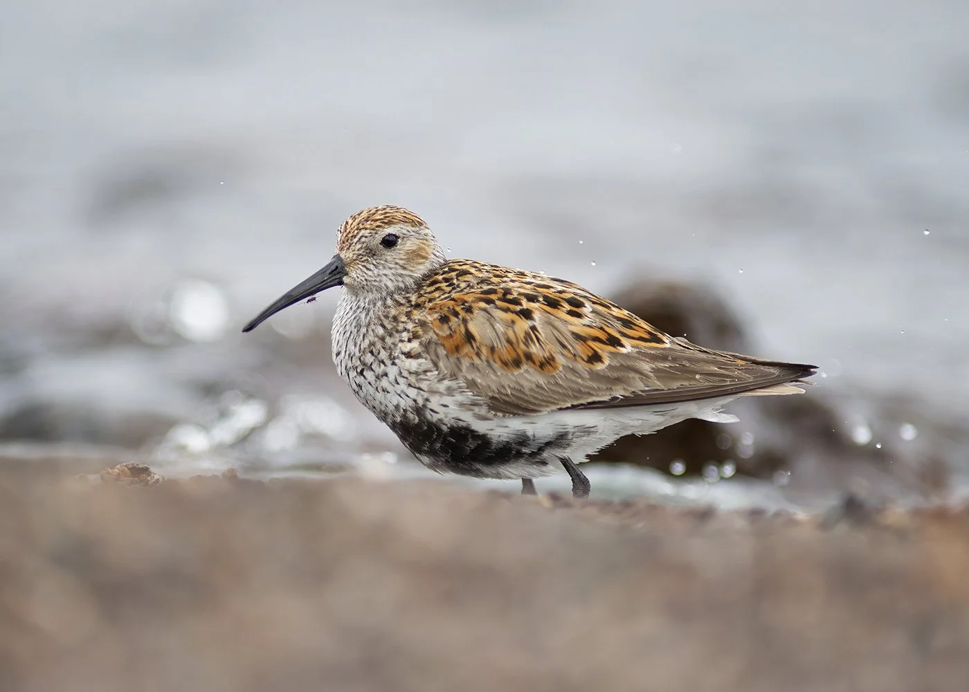 Dunlin_0748_web.jpg