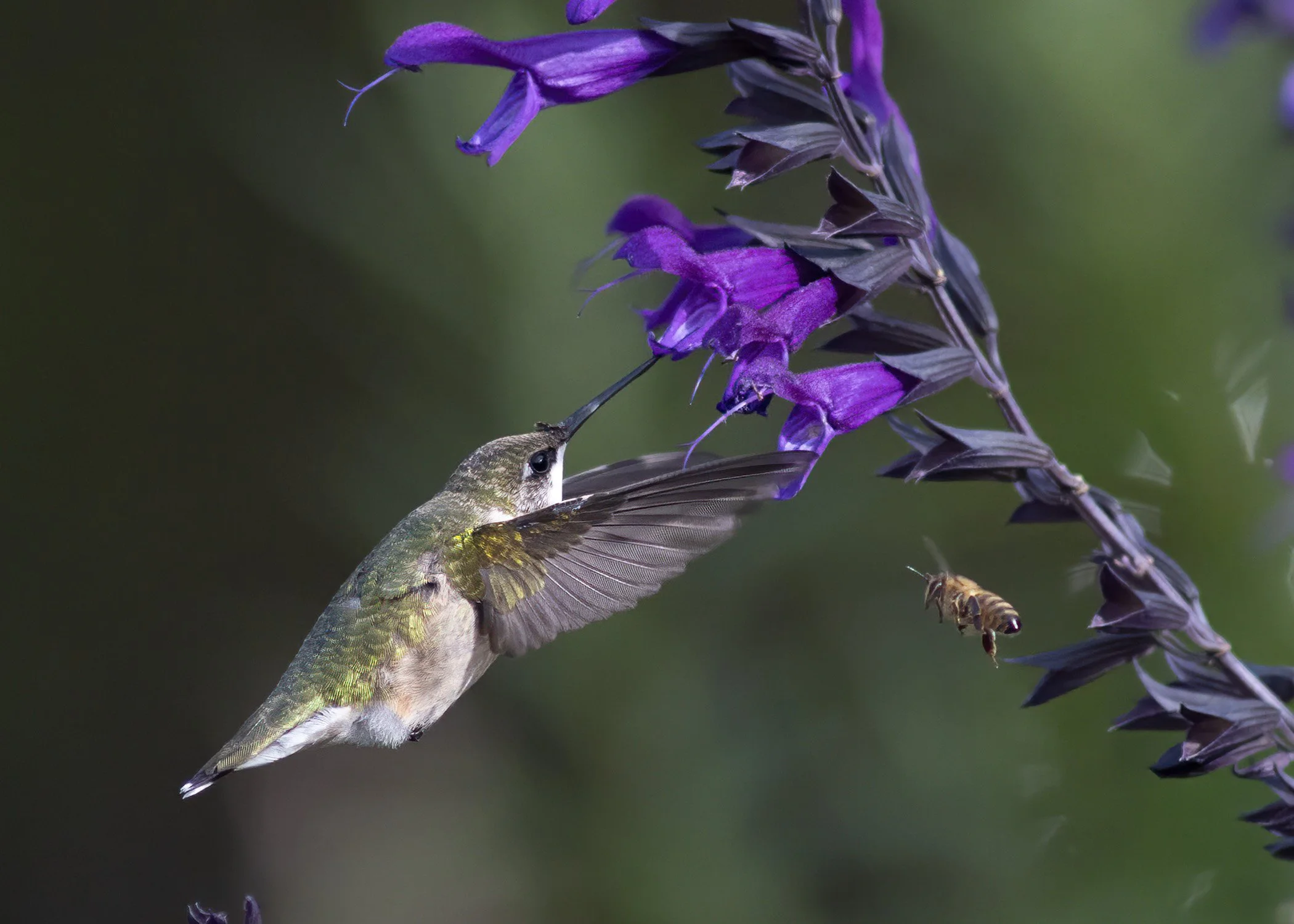 Hummingbird_3016_TS_web.jpg
