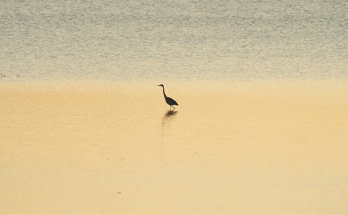 Egret_6549_crop3_web.jpg