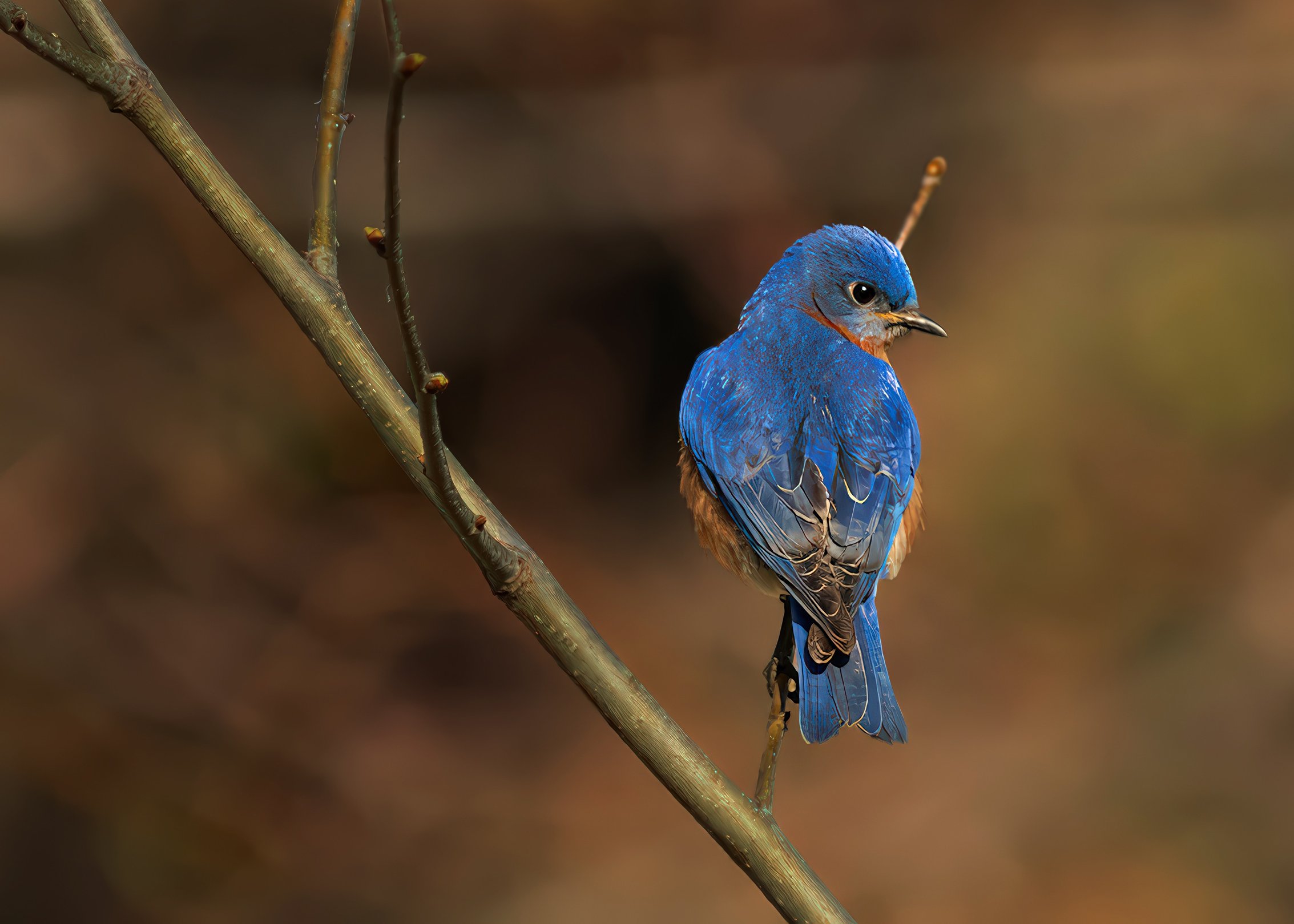 BluebirdEBB_3429_webG.jpg
