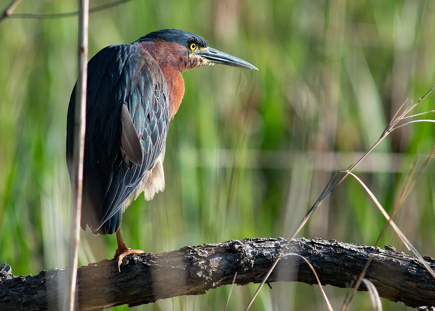Green_Heron_0845_B_web.jpg