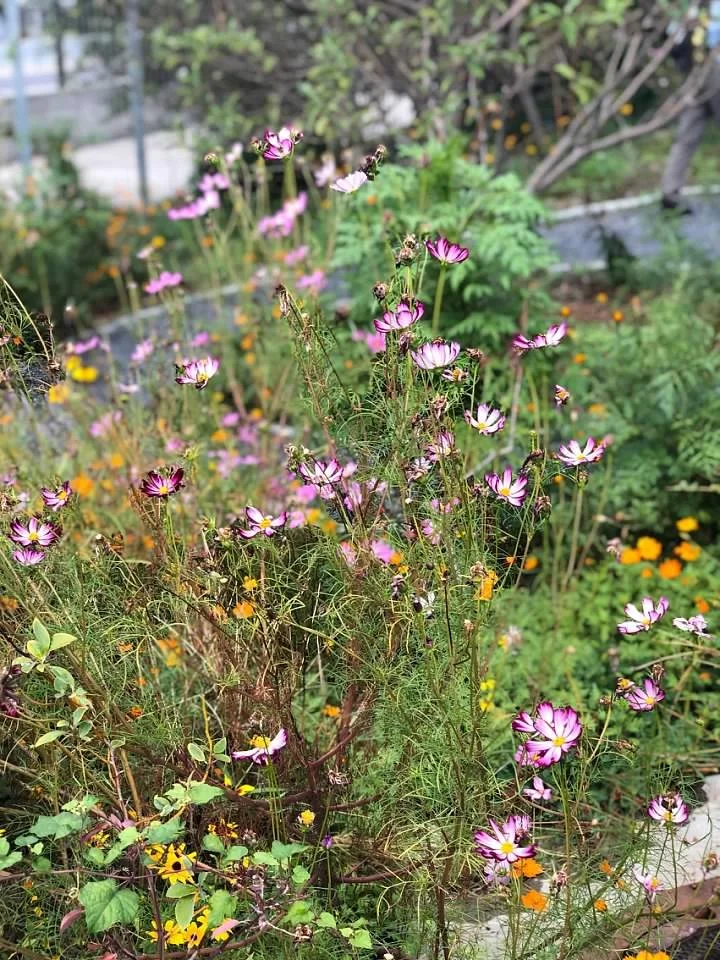  Mercedes-Benz Stadium Garden. Photo: Pearl Kaplan 