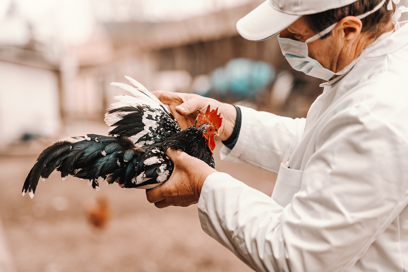 Georgia Tech Bird Flu Vaccine Project Lands $2M From USDA