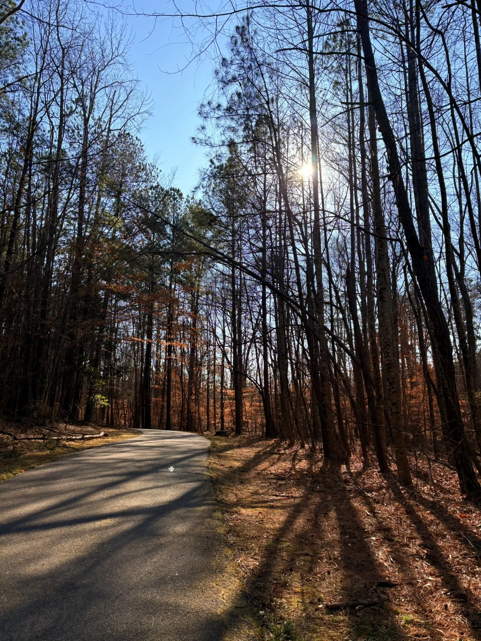 Photo of a forest with tall trees and long shadows. There is a small paved path in the center that recedes into the distance. Photo Credit: Dr. Trinh Foundation.