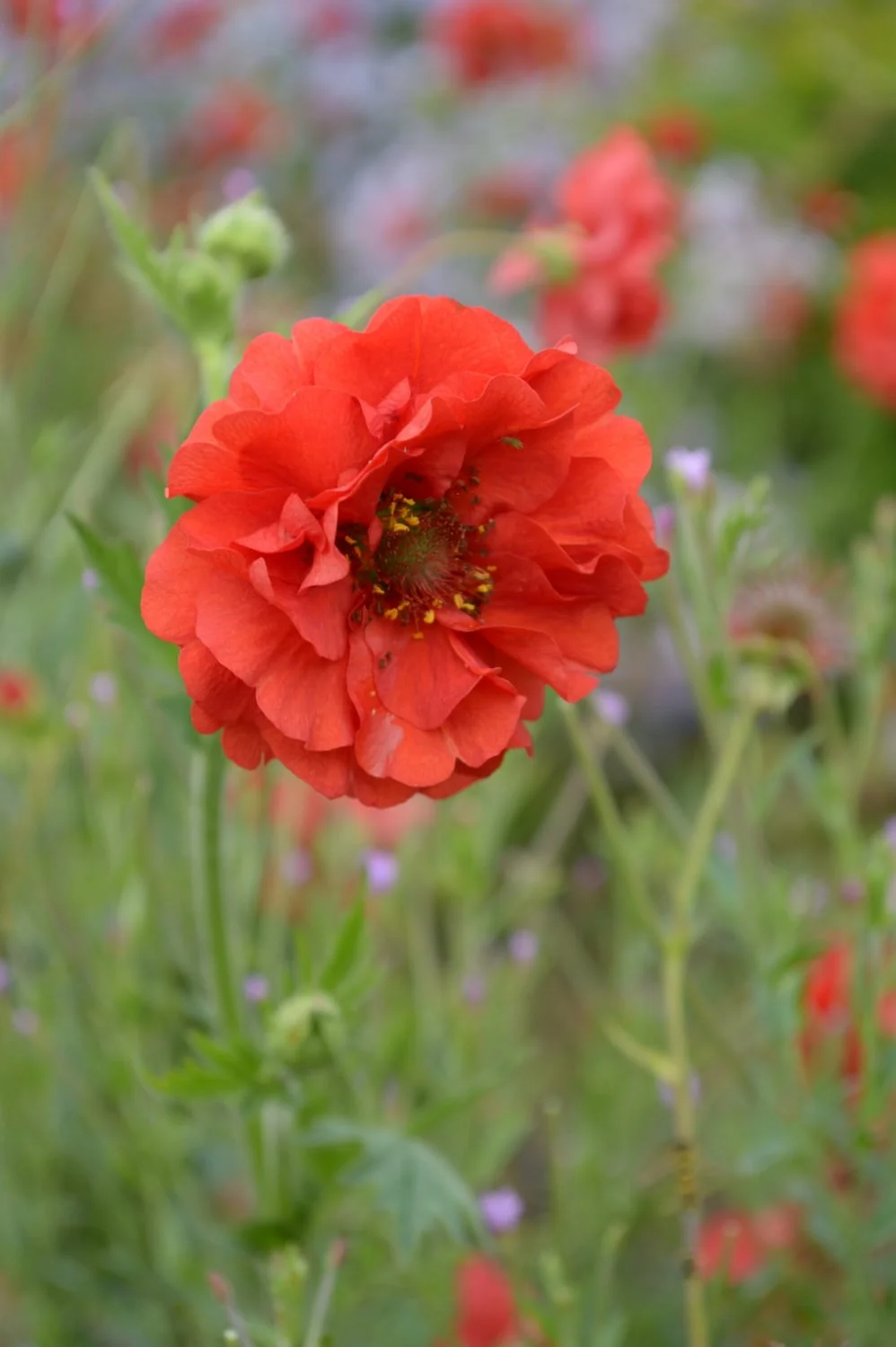 DSC_0817.JPG