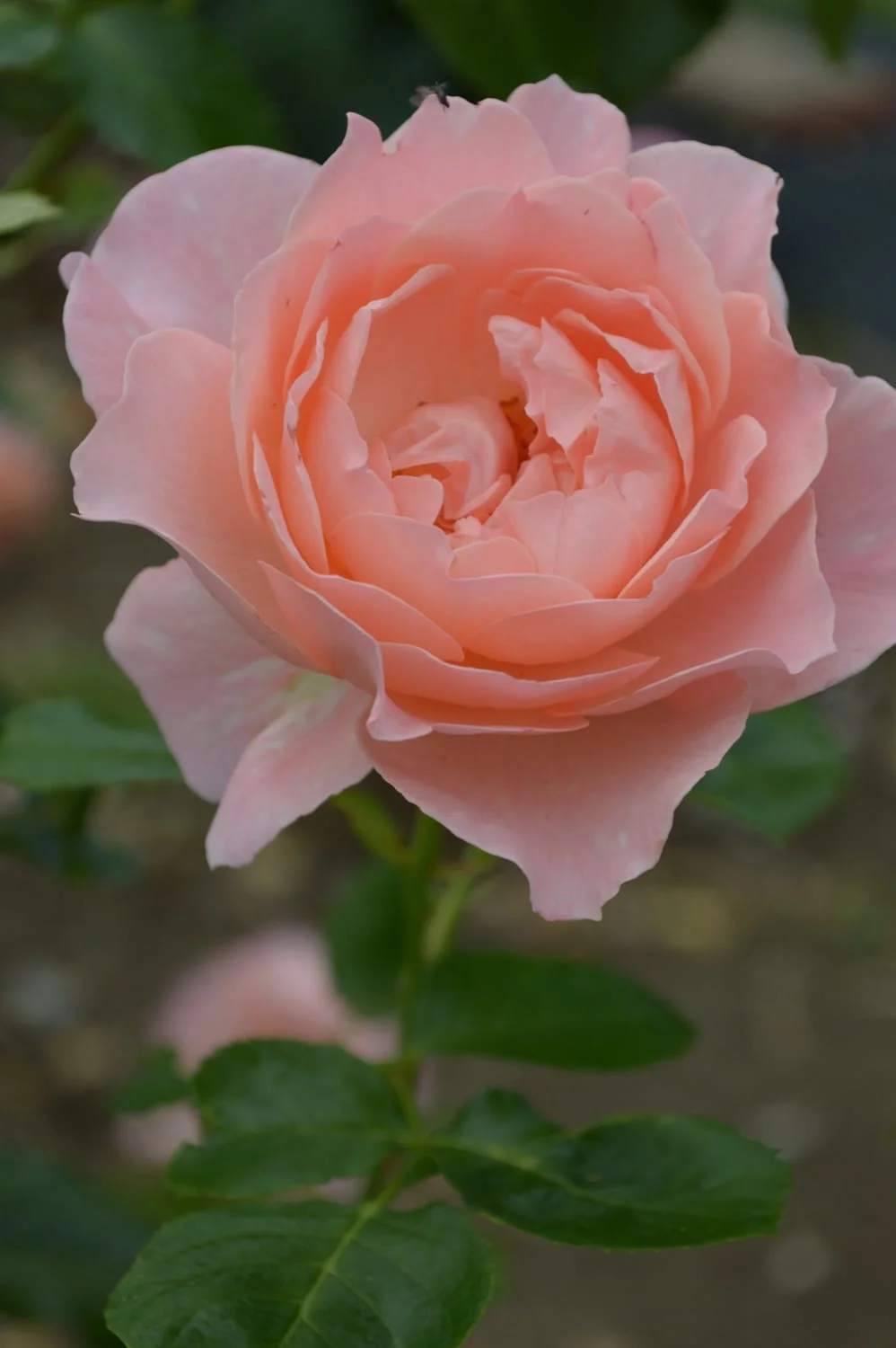 DSC_0823.JPG