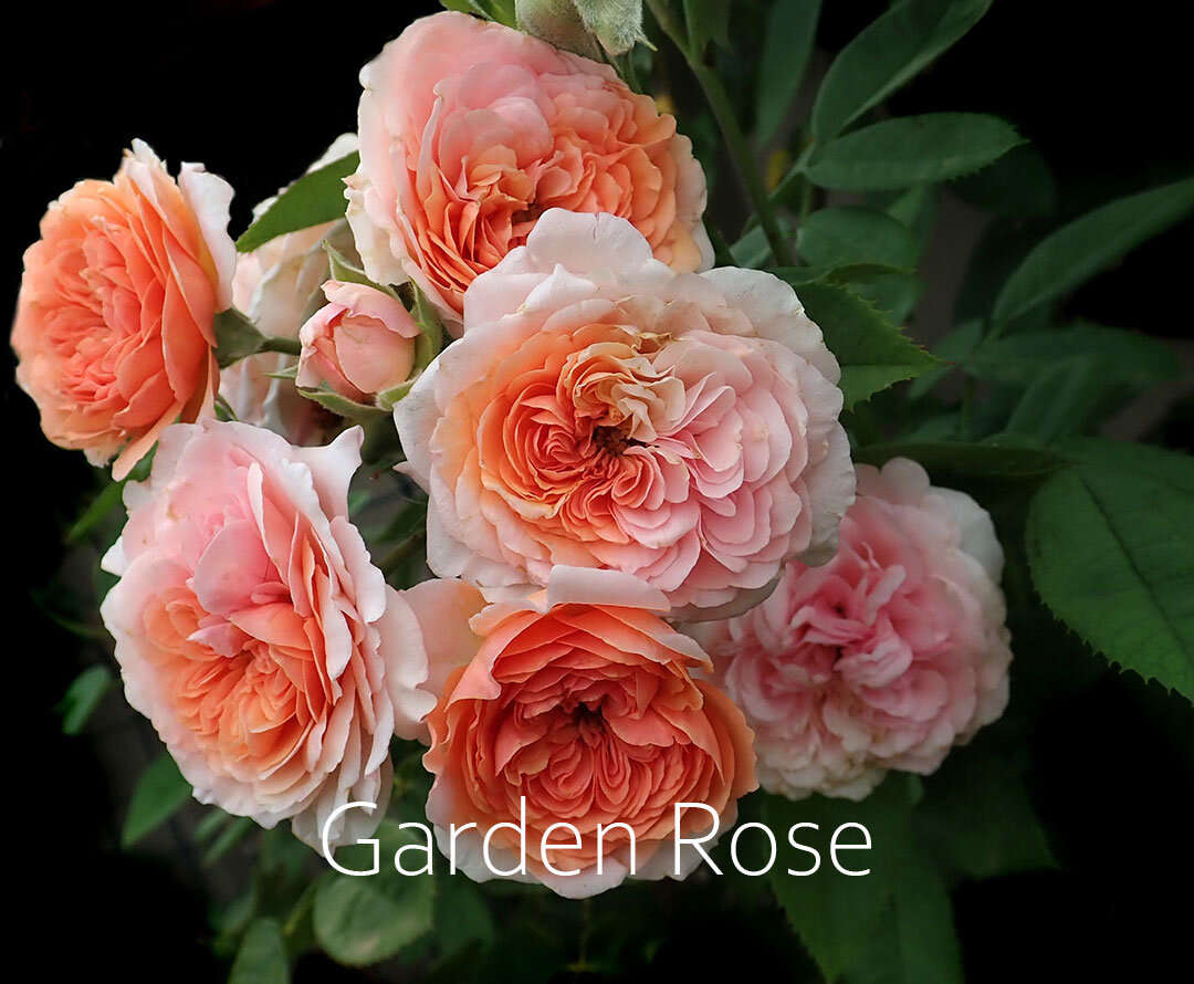 Garden Rose.jpg