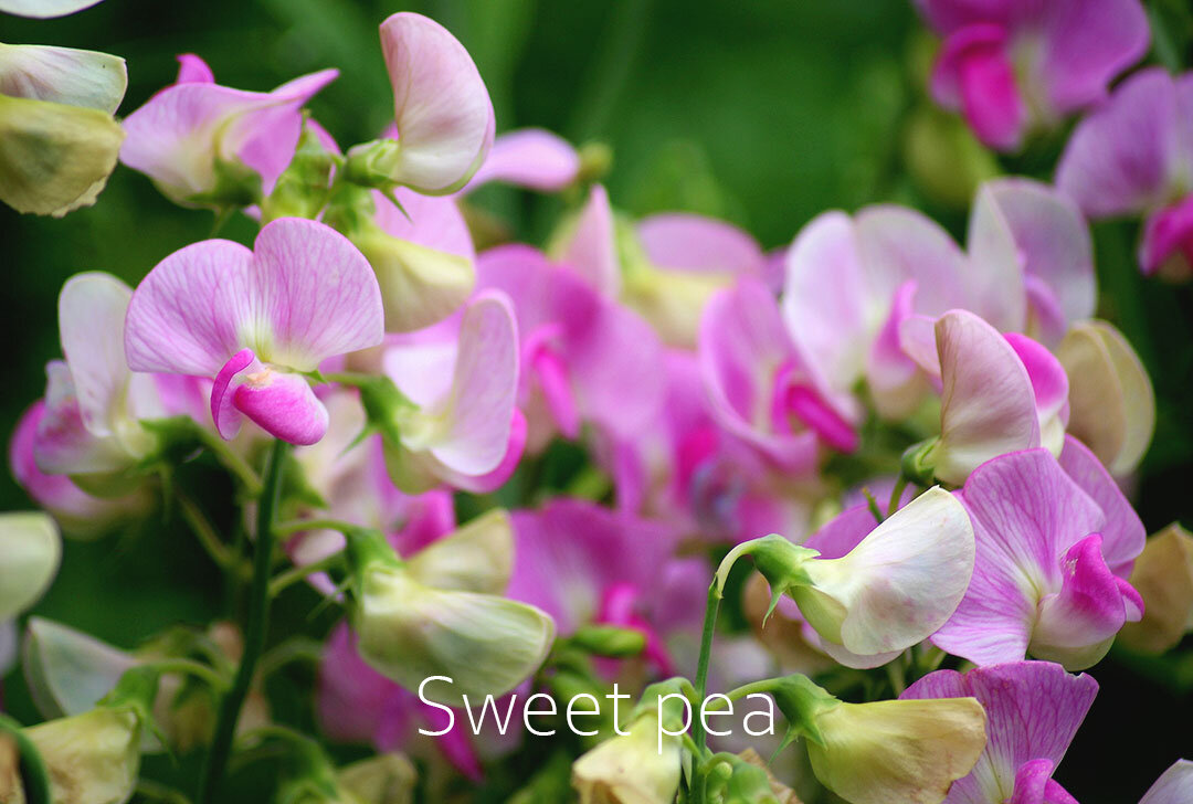 Sweet-Pea.jpg