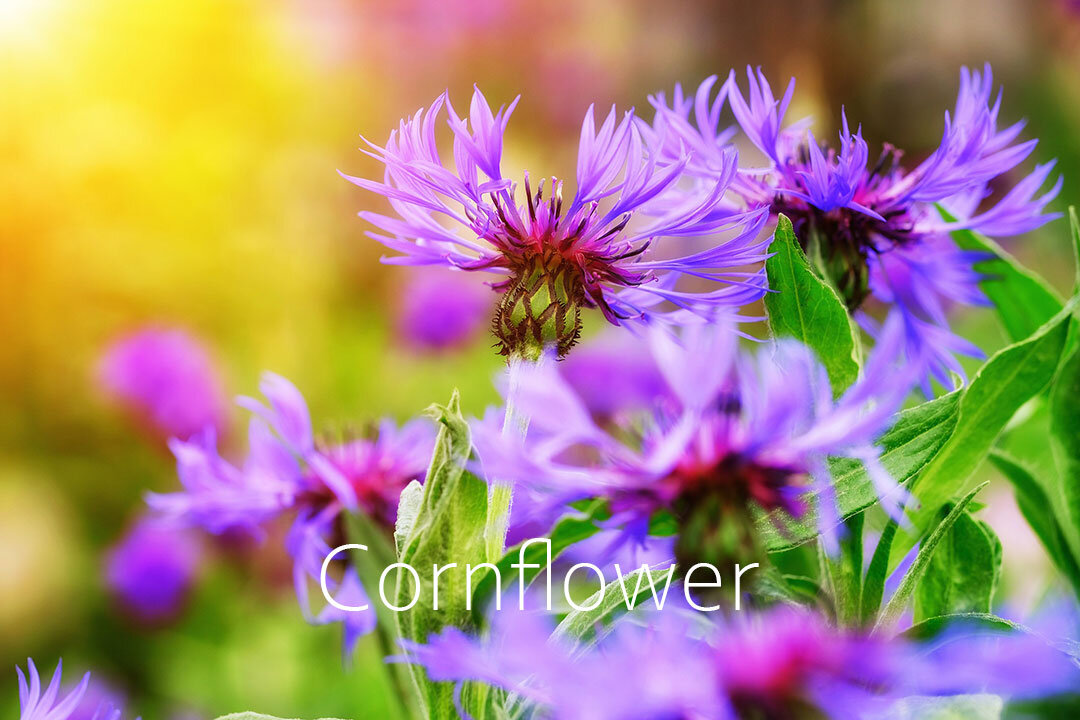 Cornflower.jpg