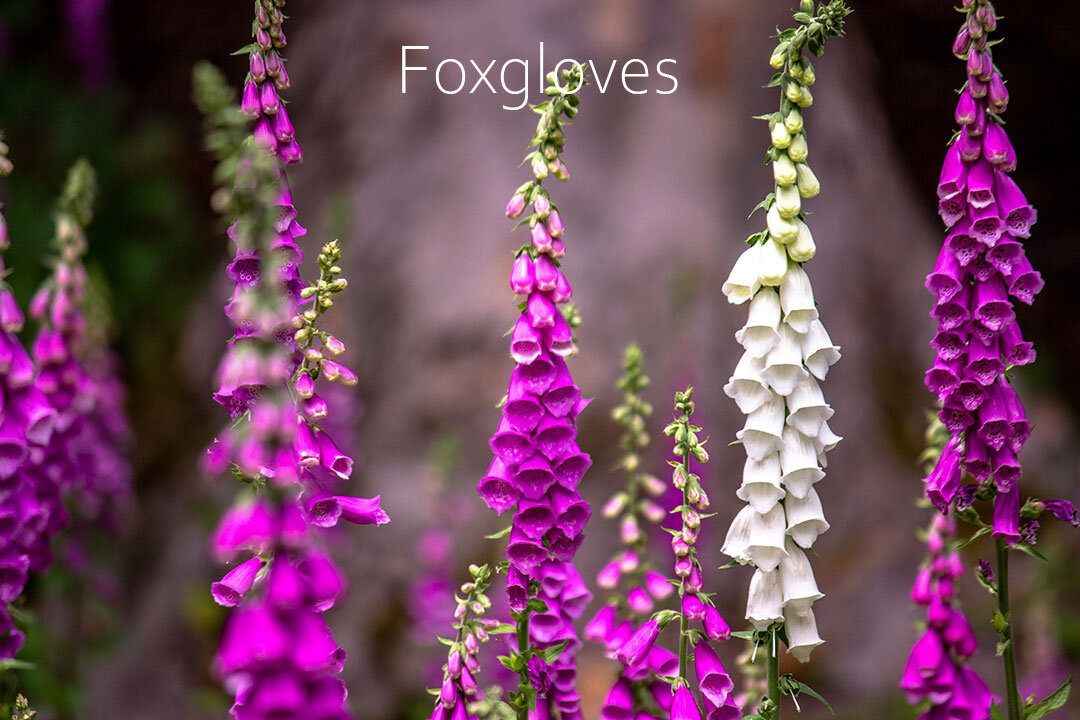 Foxgloves.jpg