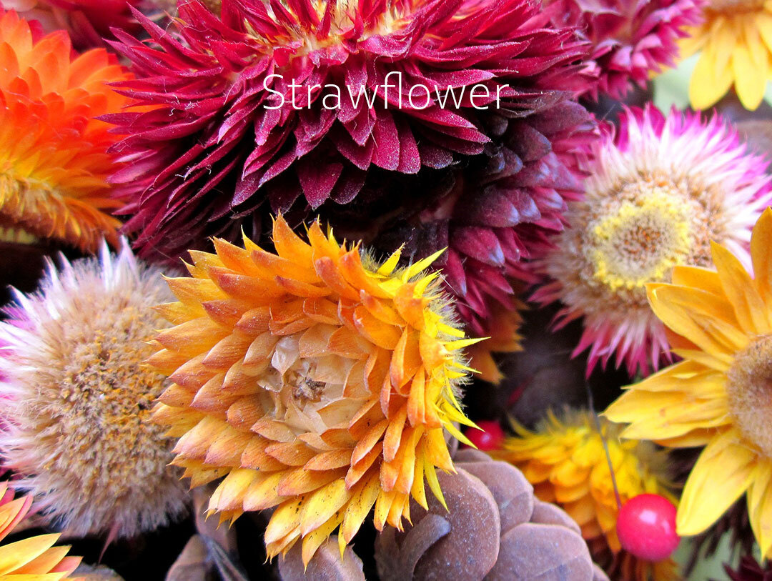 strawflowers.jpg