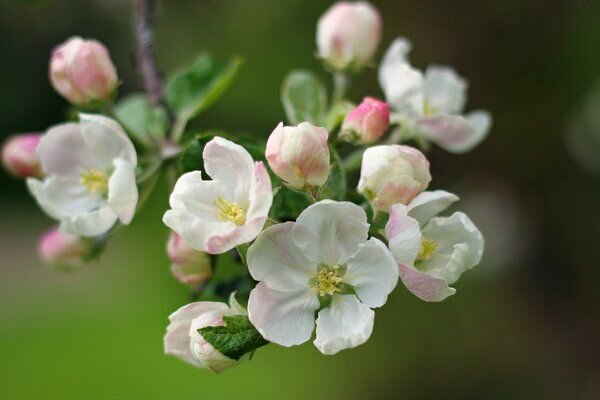 blossoms II by miss-gardener on DeviantArt.jpg