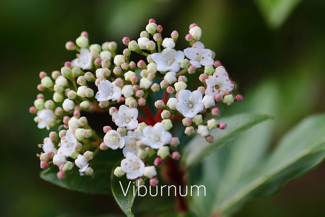 Viburnum.jpg