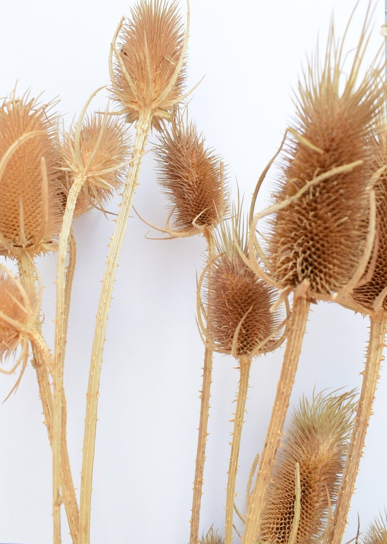 Dried teasels bunch natural.png