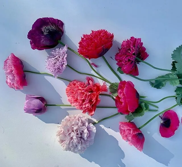 Enjoying the last of the poppies and wondering at the colour palette that Mother Nature has created. I can take credit only for scattering a random collection of seeds given to me by a friend. So ....on it goes, I shall collect more seeds from these 