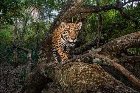 jaguar-trafficking-south-north-america-threats-8.jpg