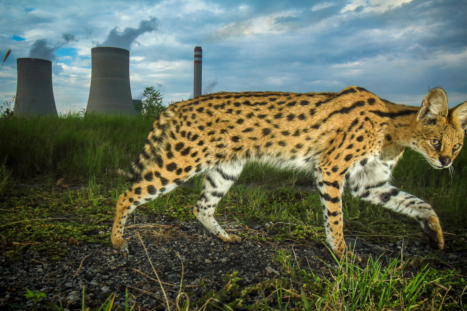 Serval in the plant.jpg