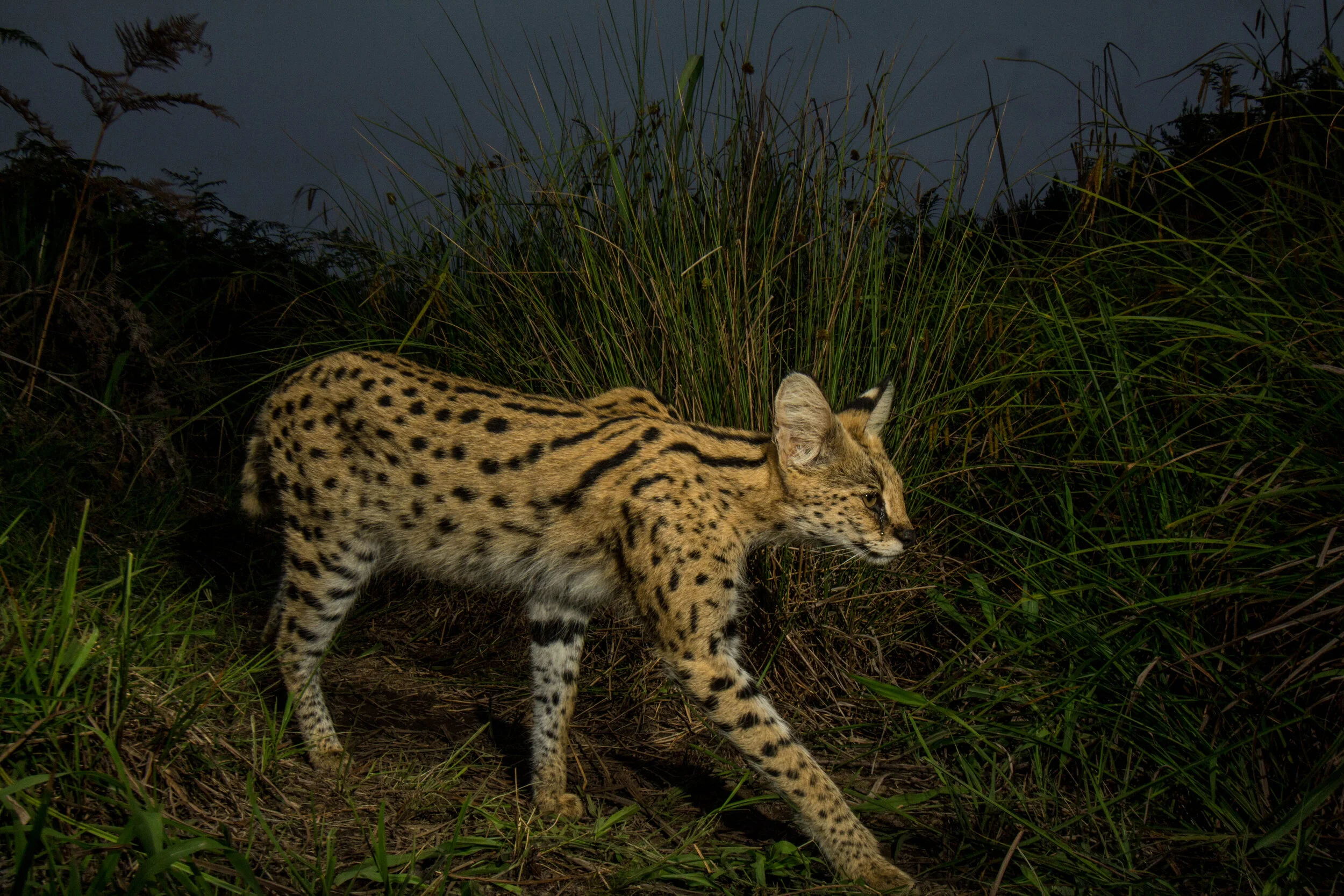 Serval in the vlei.jpg