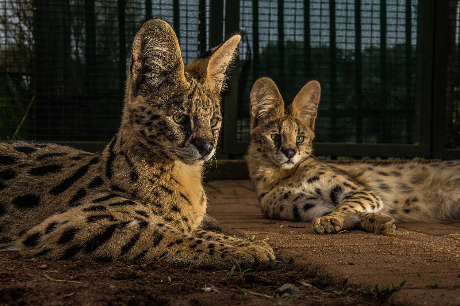 Orphans in Howick.jpg